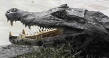 Image of yacare caiman