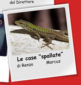 Le case spallate   di Renzo Marcuz